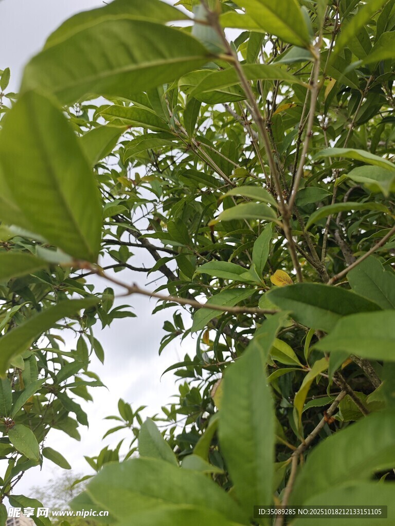 绿叶间的繁茂植物景象