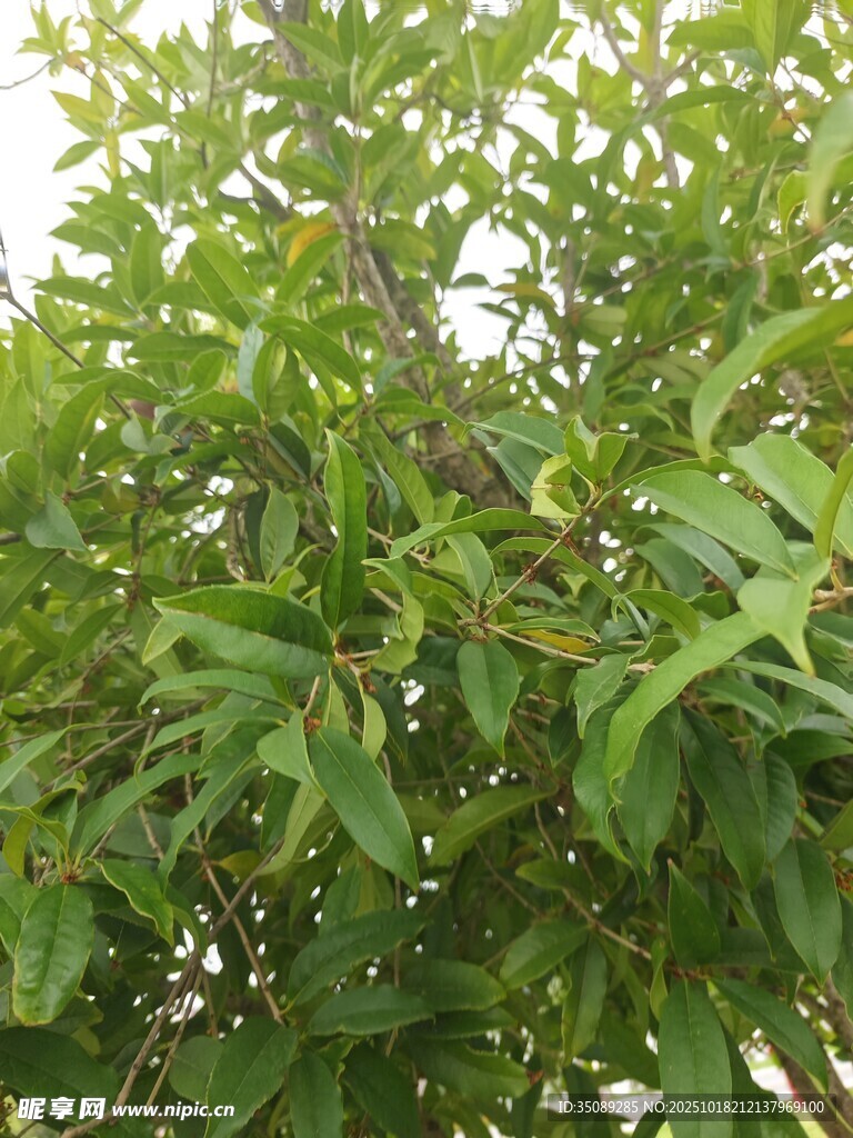 绿叶繁茂的树枝