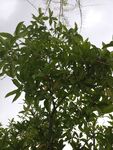 绿叶繁茂的植物