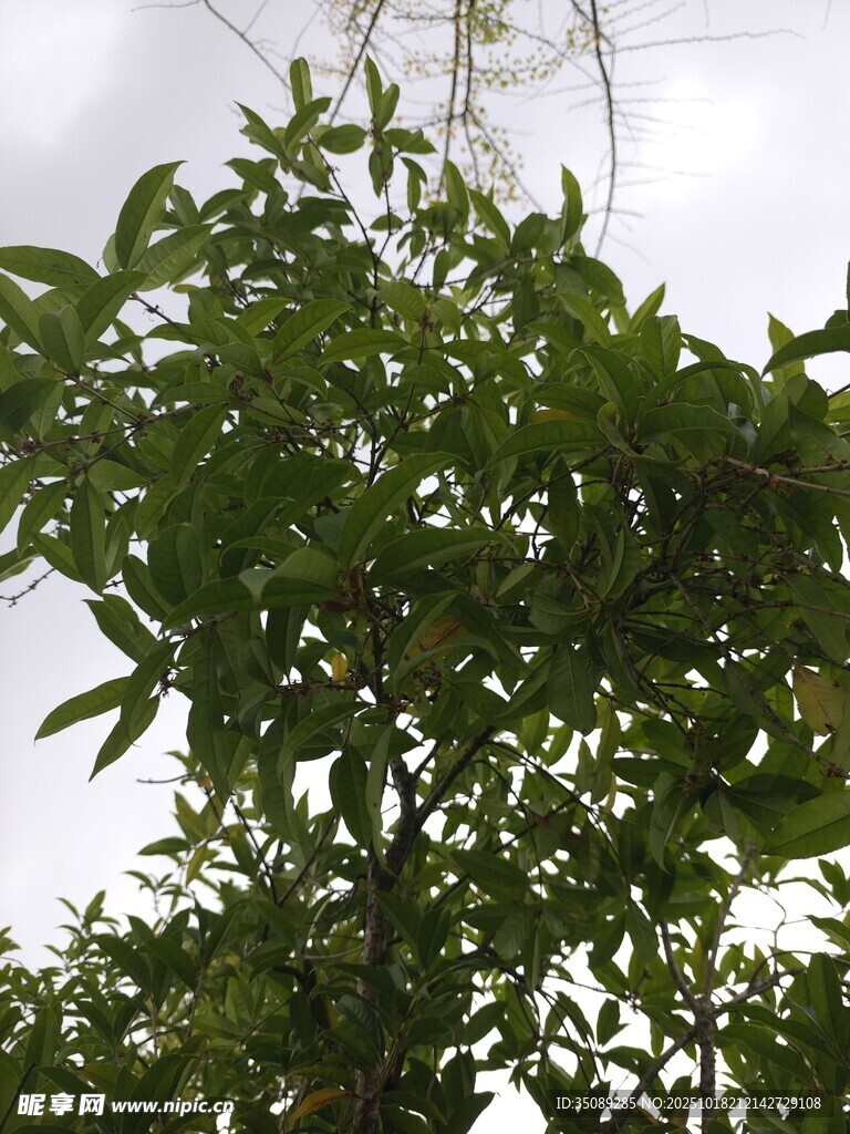 绿叶繁茂的植物