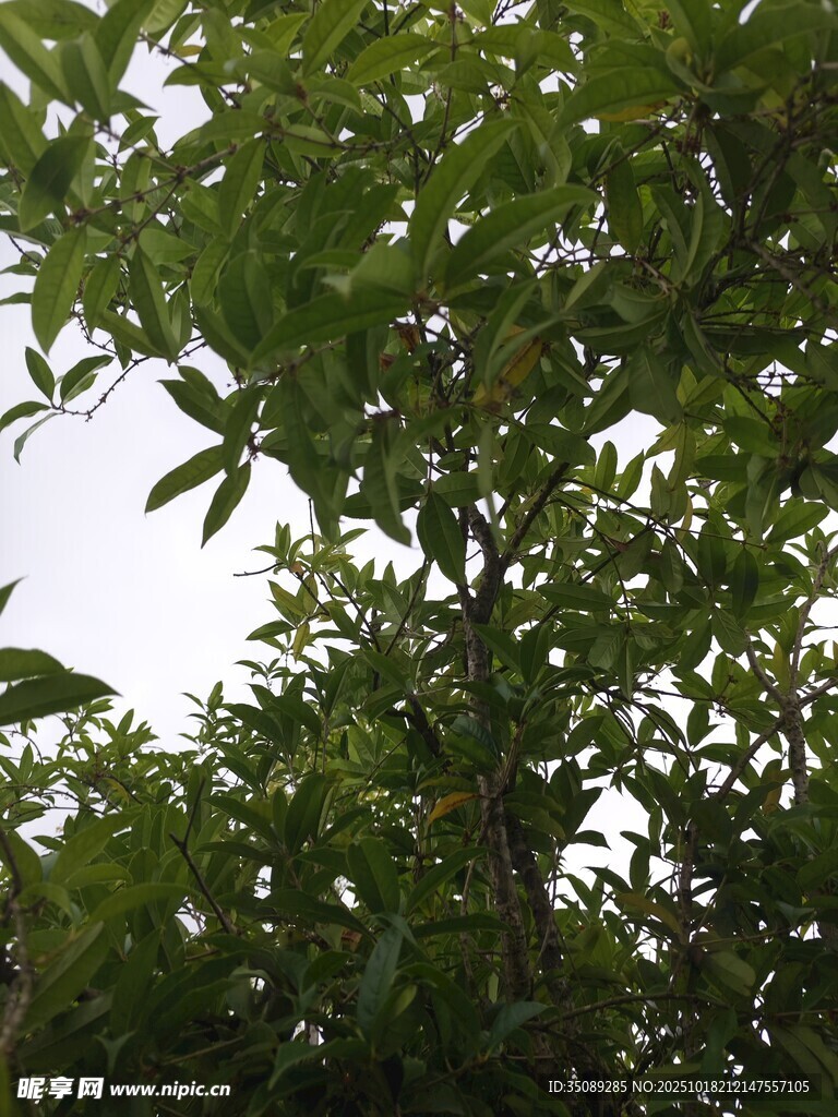 繁茂绿树枝叶间的生机