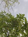 绿叶繁茂的树梢景象