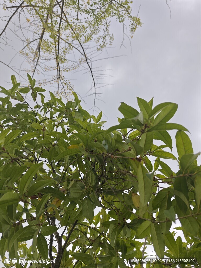 绿叶繁茂的树梢景象