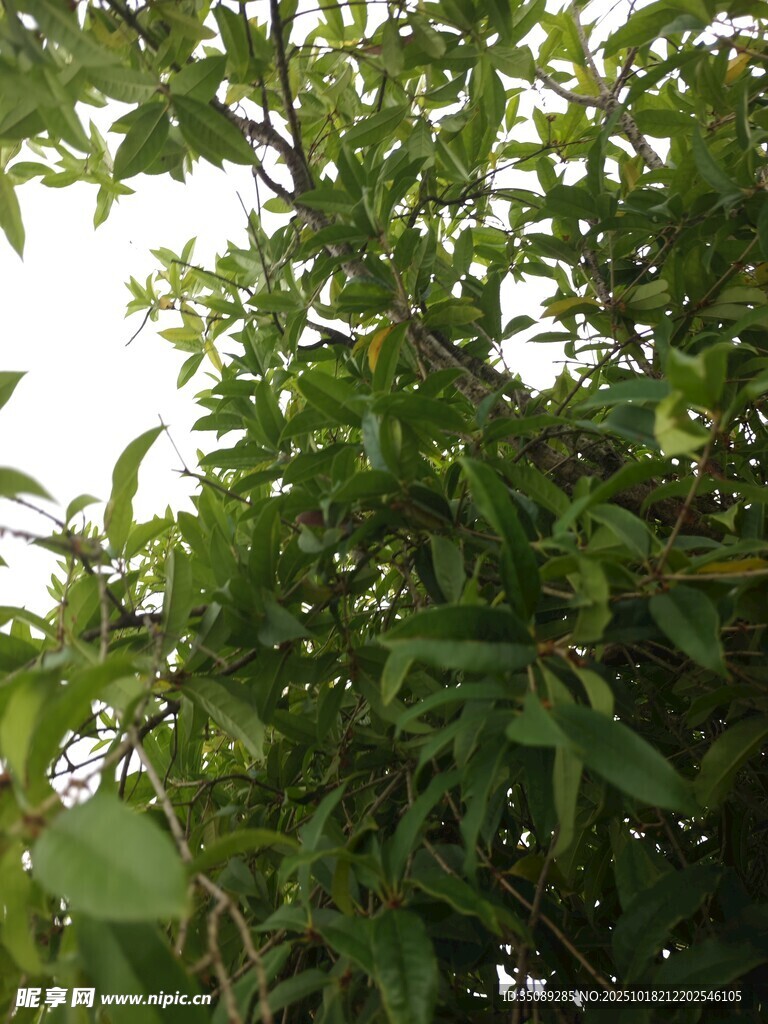 繁茂绿树枝叶生机盎然