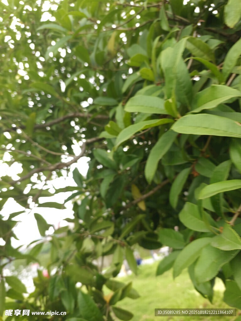 绿叶繁茂的生机景象