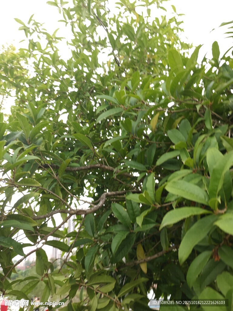 繁茂绿植展现自然生机