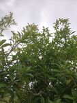 绿叶繁茂的植物景观