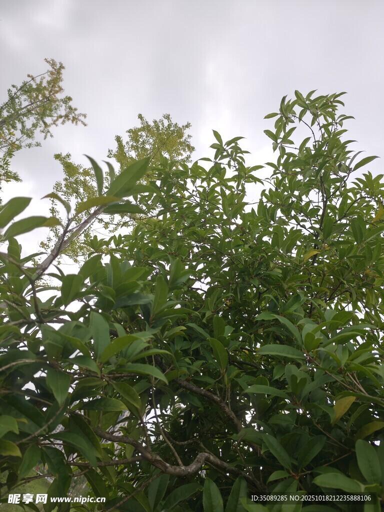绿叶繁茂的植物景观