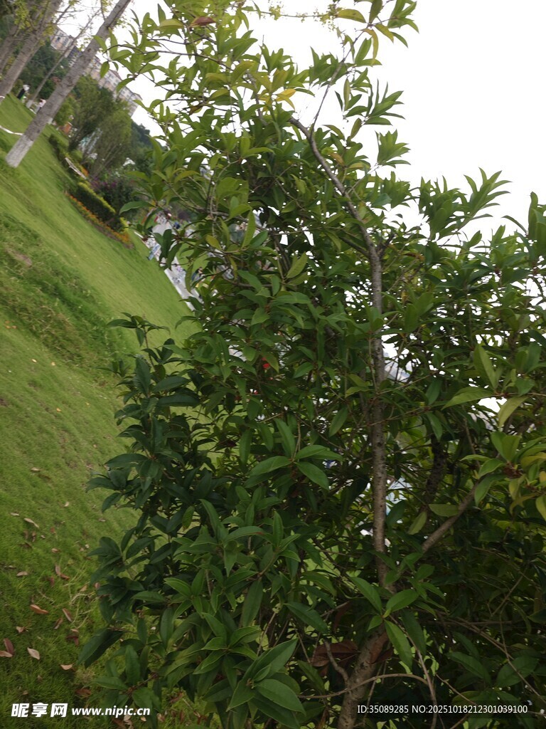 绿叶繁茂的户外绿植景观
