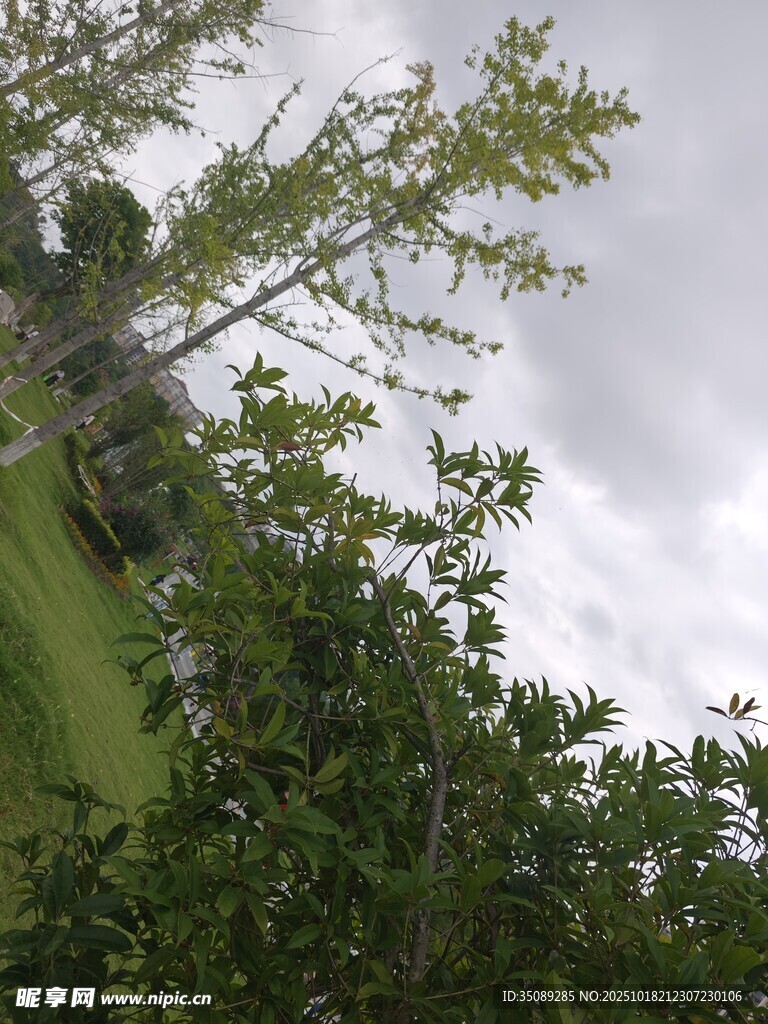 绿树成荫的户外景致