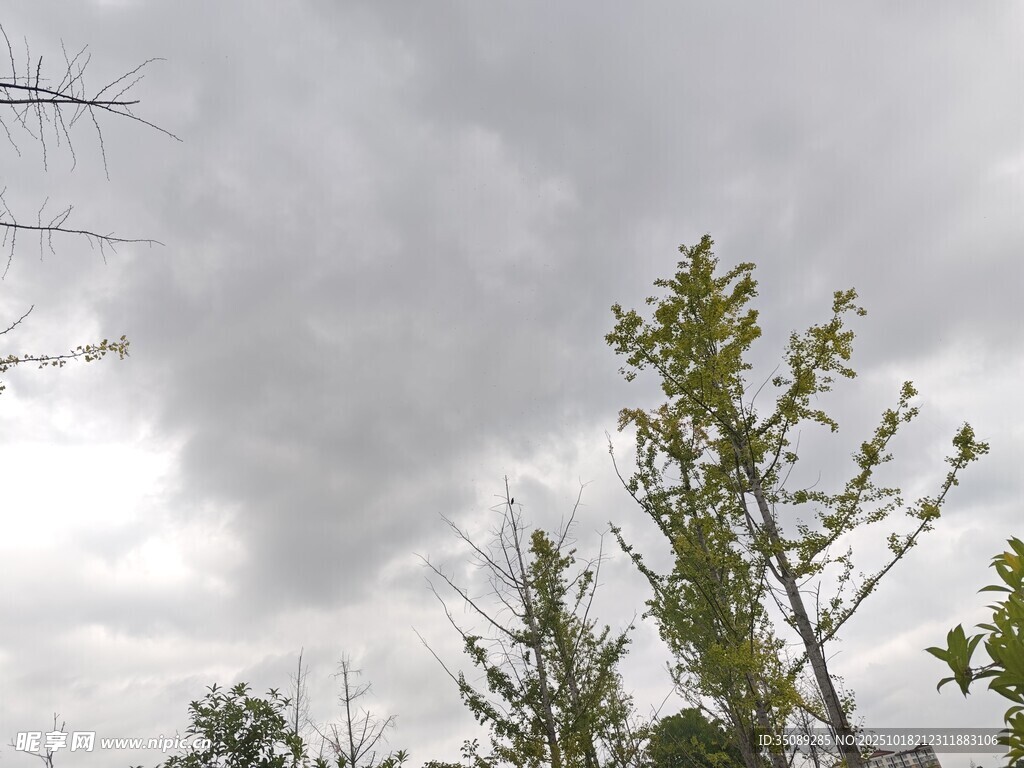 阴天下的树木
