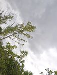 树梢上的天空与枝叶