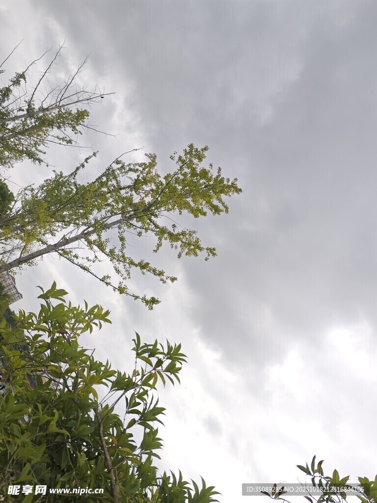 树梢上的天空与枝叶