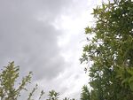 阴天中的绿树梢