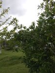 绿意盎然的户外植物景观