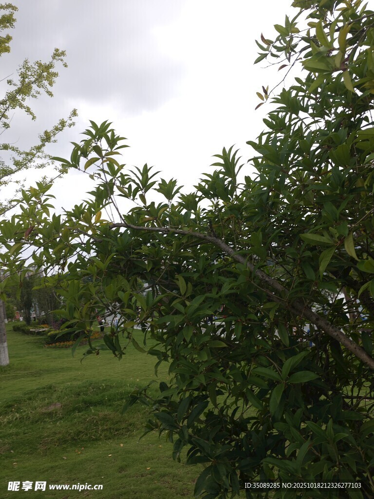 绿意盎然的户外植物景观