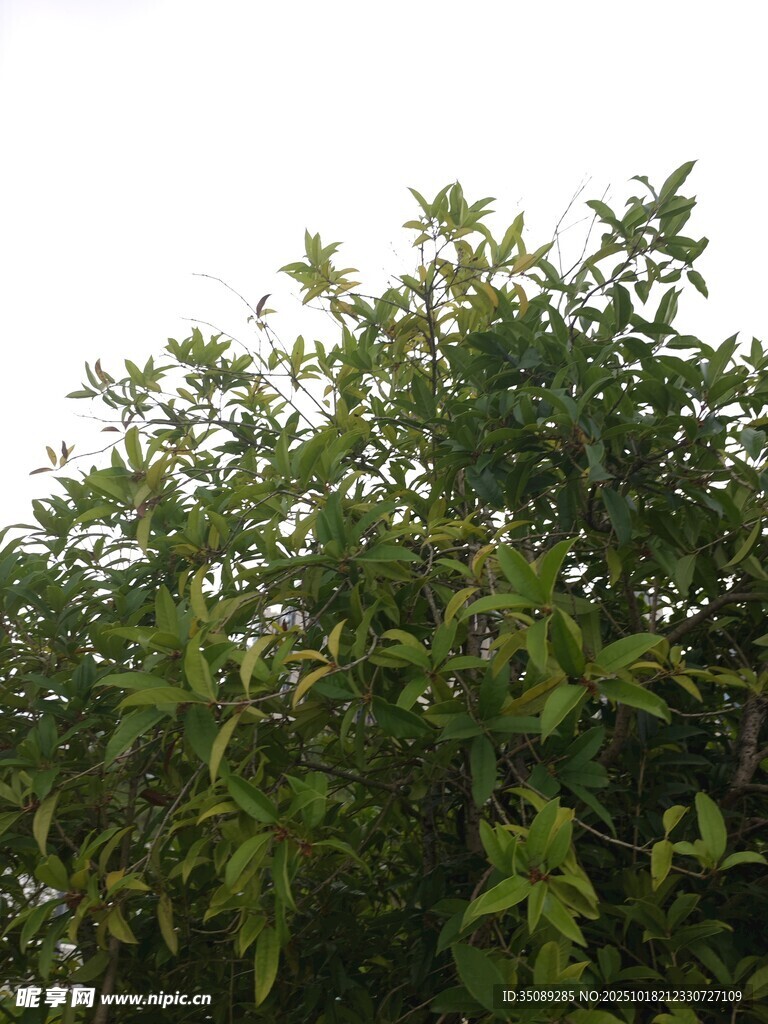 绿叶繁茂的树木