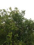 繁茂绿树