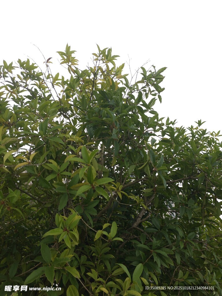 繁茂绿树