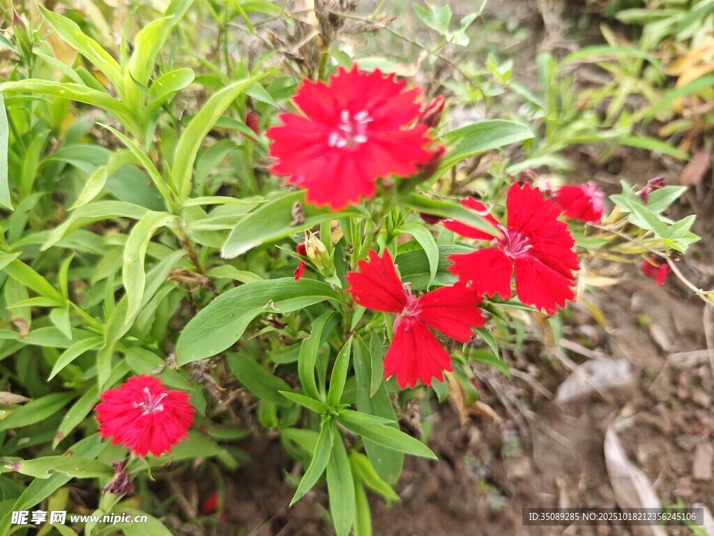 娇艳红花朵绽于绿叶间