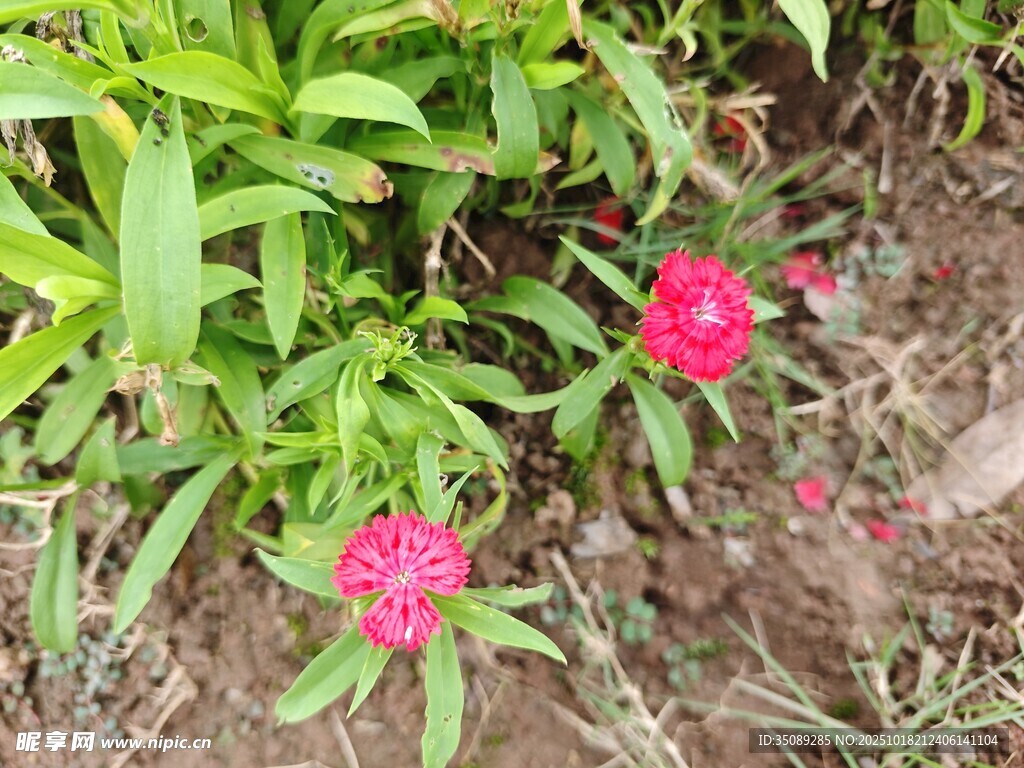 两朵娇艳的粉色野花
