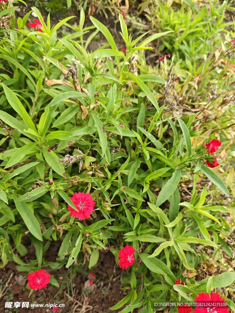 绿叶间绽放的娇艳红花