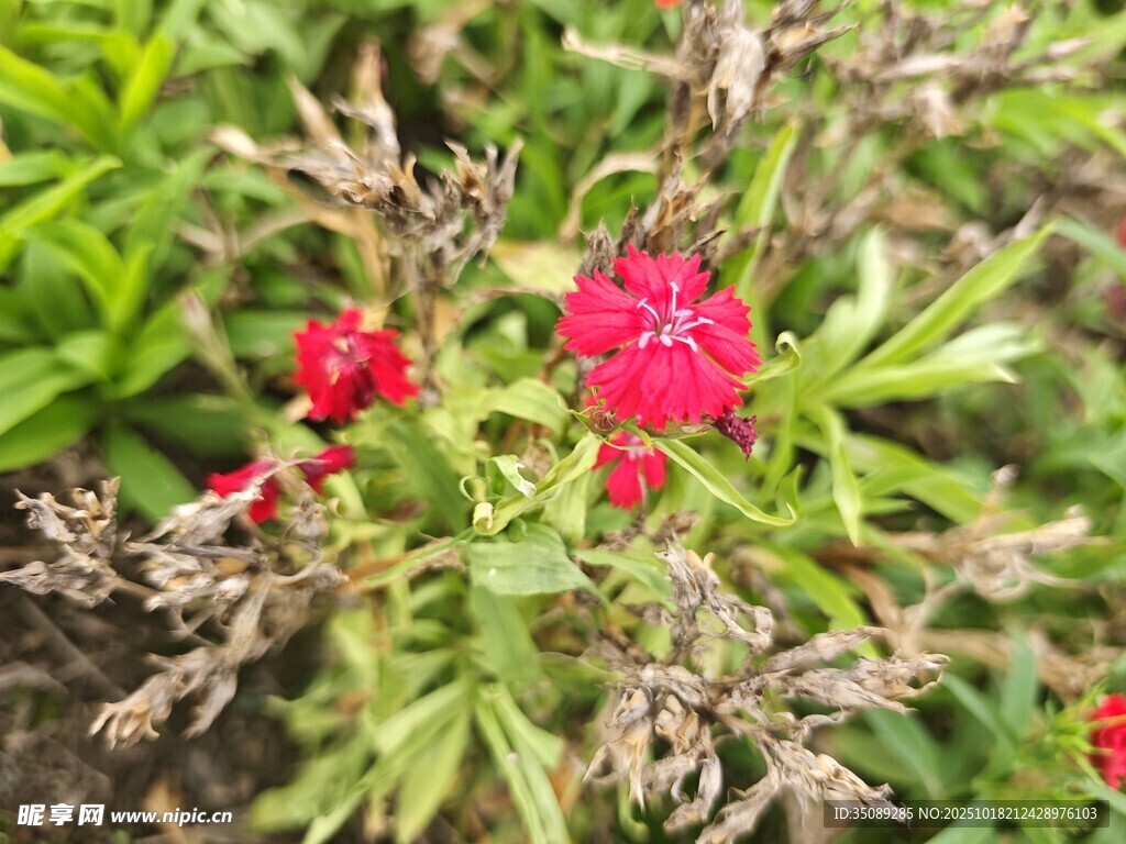 娇艳石竹花绽放于草丛