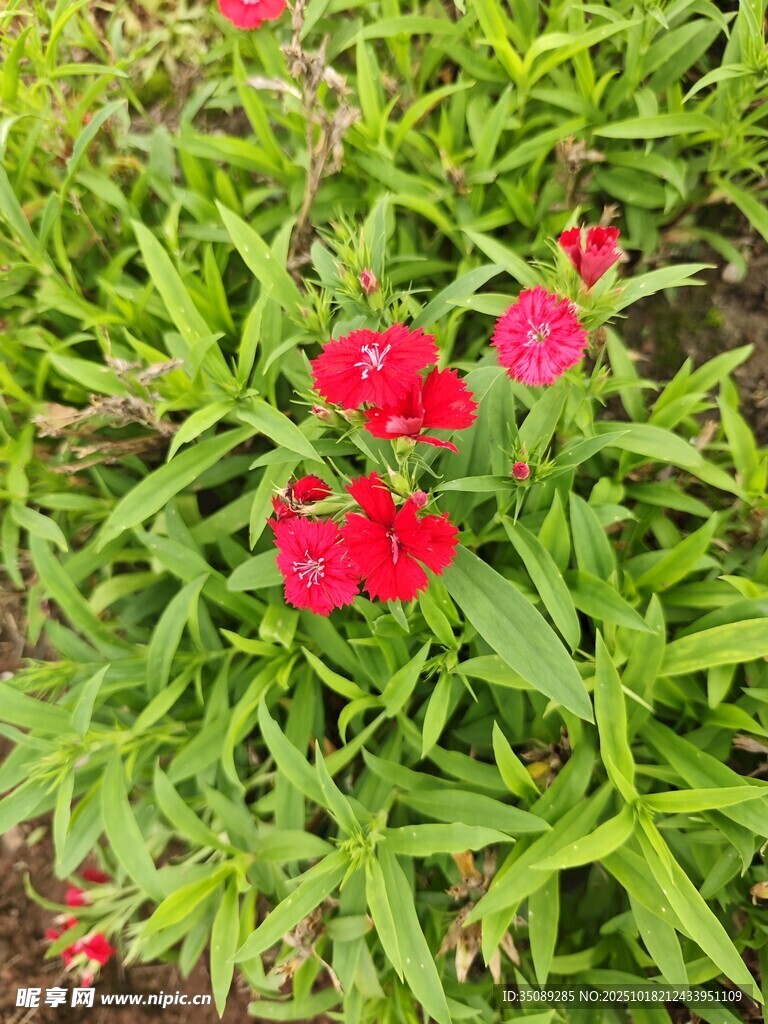鲜艳石竹花绽放绿意间