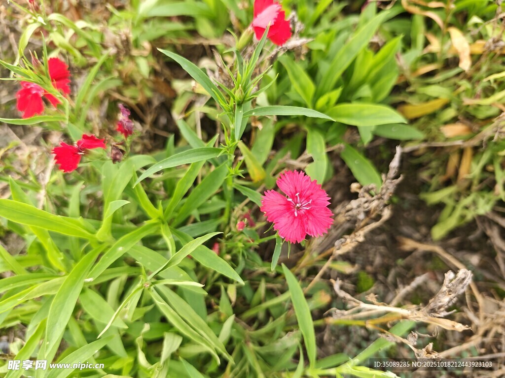 娇艳绽放的红色小花