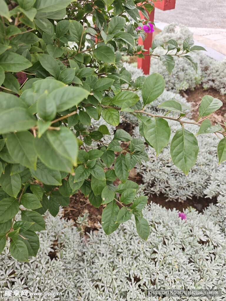 绿叶红花旁的灰白植物