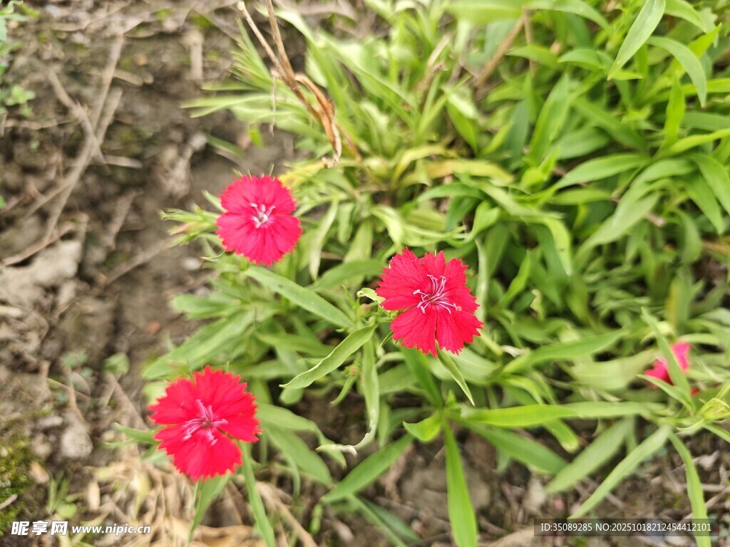 娇艳红花朵绽于绿叶间