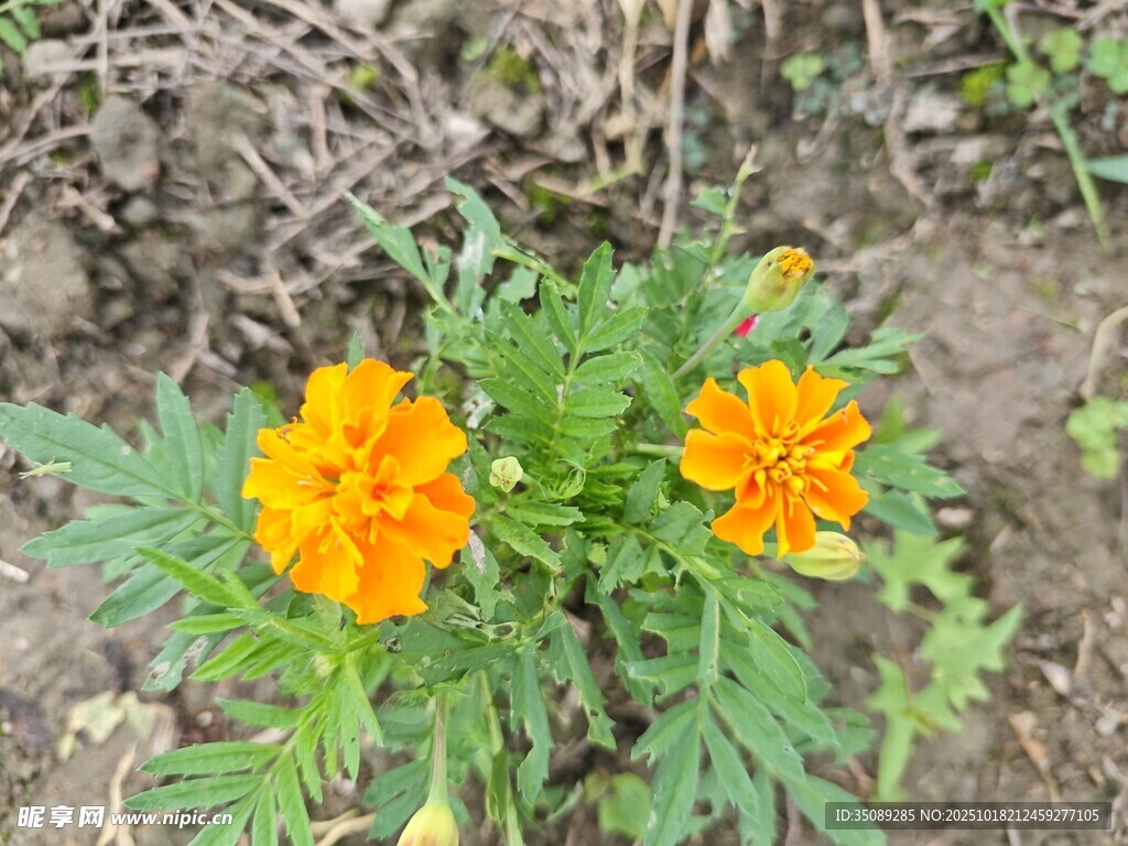 两朵绽放的橙色万寿菊
