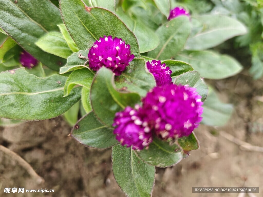 艳丽紫花绽放绿叶间