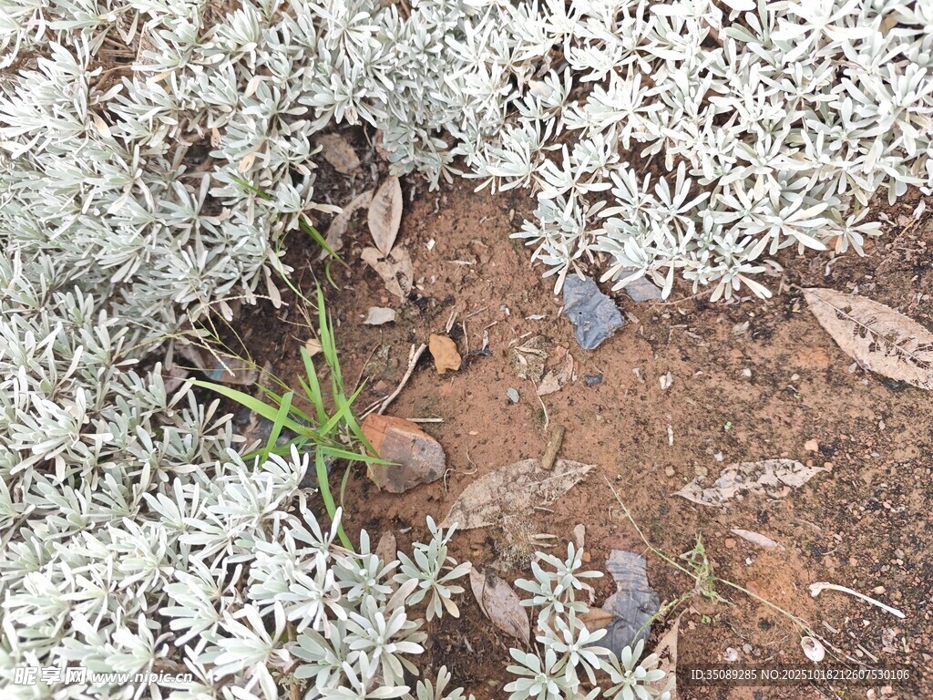 岩石间生长的嫩绿小草