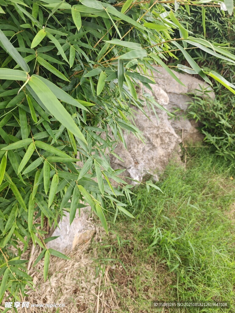 竹林边的岩石与青草