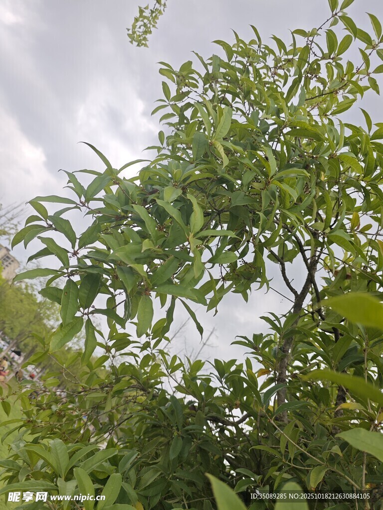 绿叶繁茂的树木