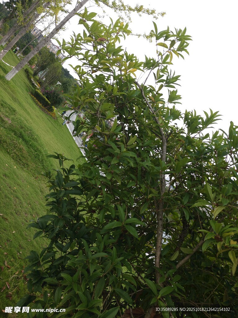 绿意盎然的户外树木景观