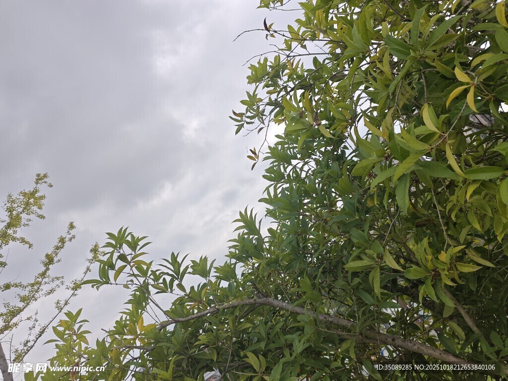 绿树映衬下的灰白云天