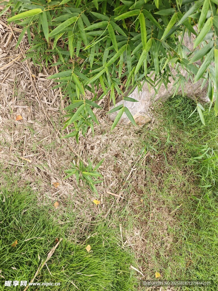 草地中的缝隙与绿色植物