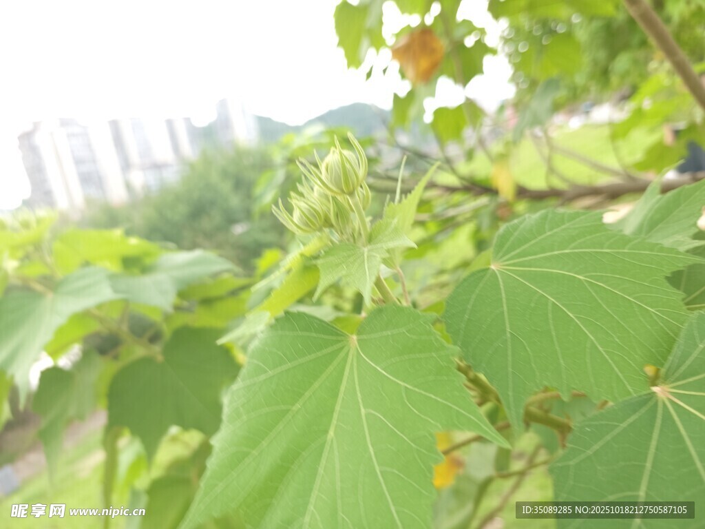 绿叶间的小果实