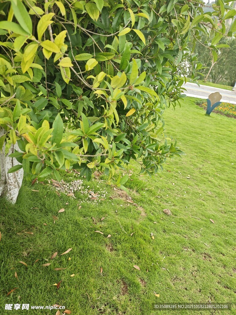 绿叶草地间的清新景致