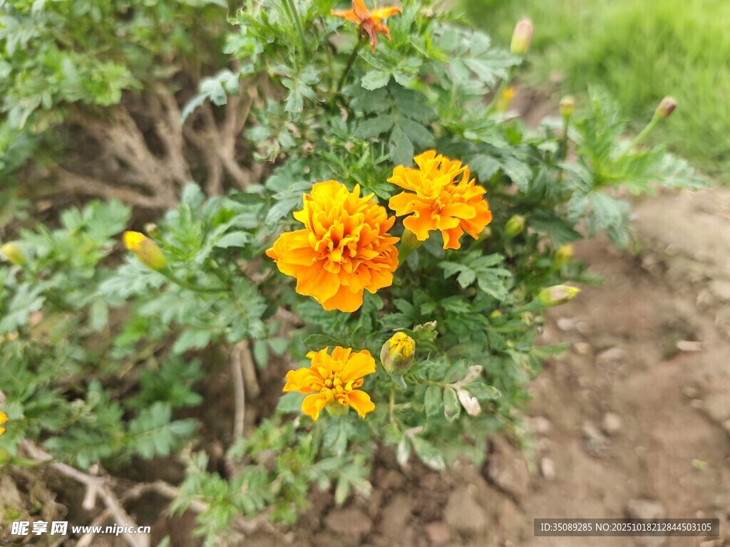 绽放的黄色万寿菊