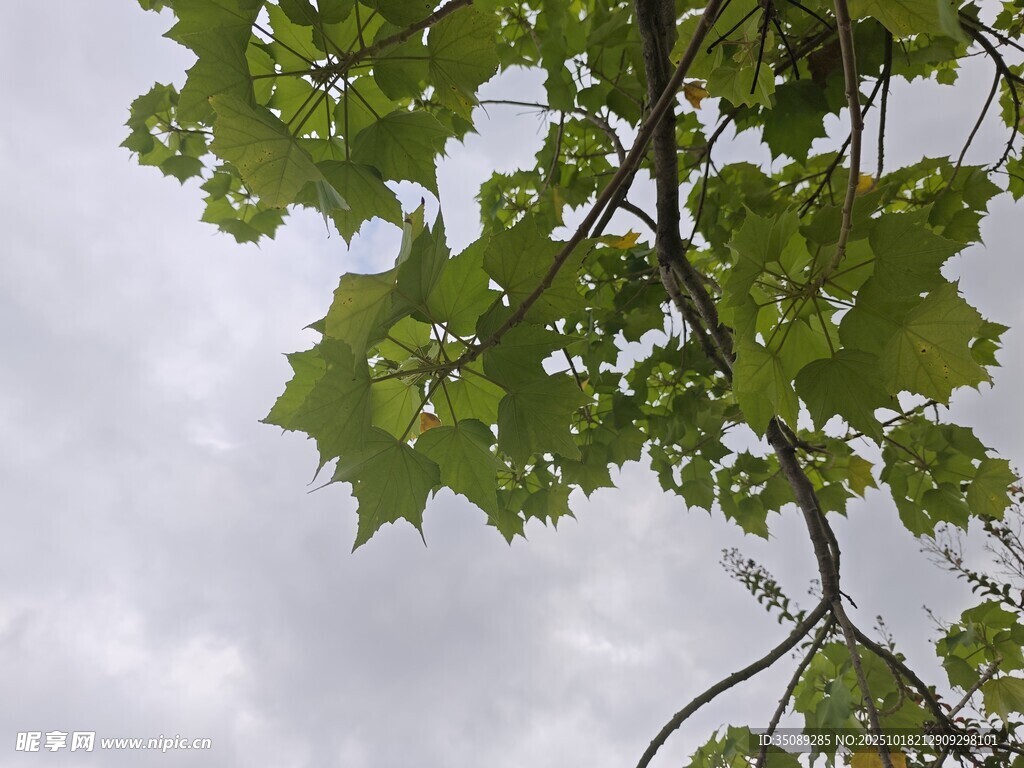 枝头绿叶映灰白天空