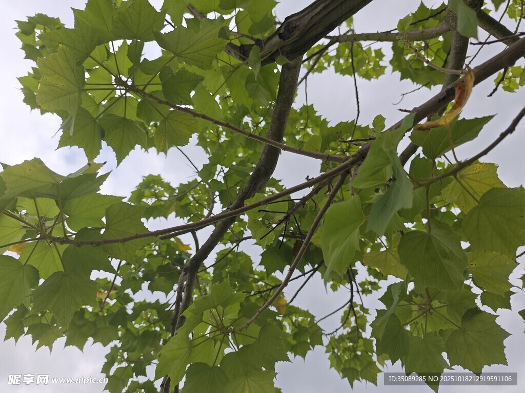 翠绿枝叶繁茂的树枝