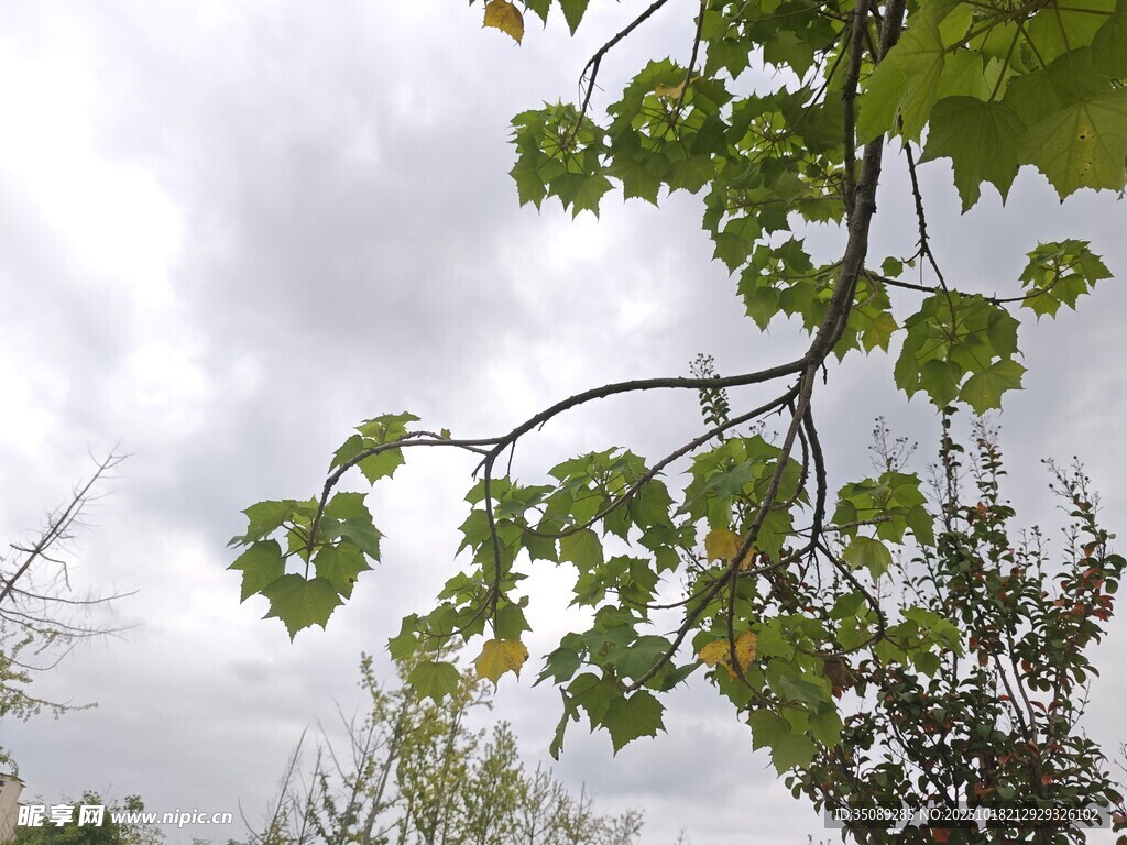 枝头绿叶映灰白天空