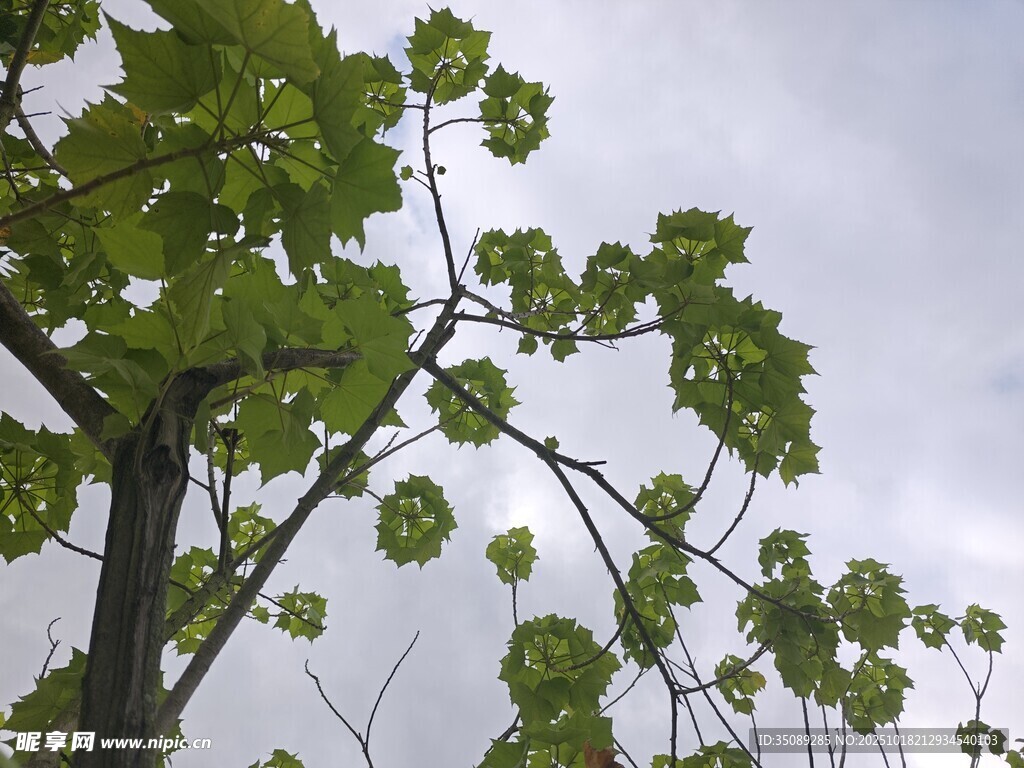 枝头绿叶映灰天