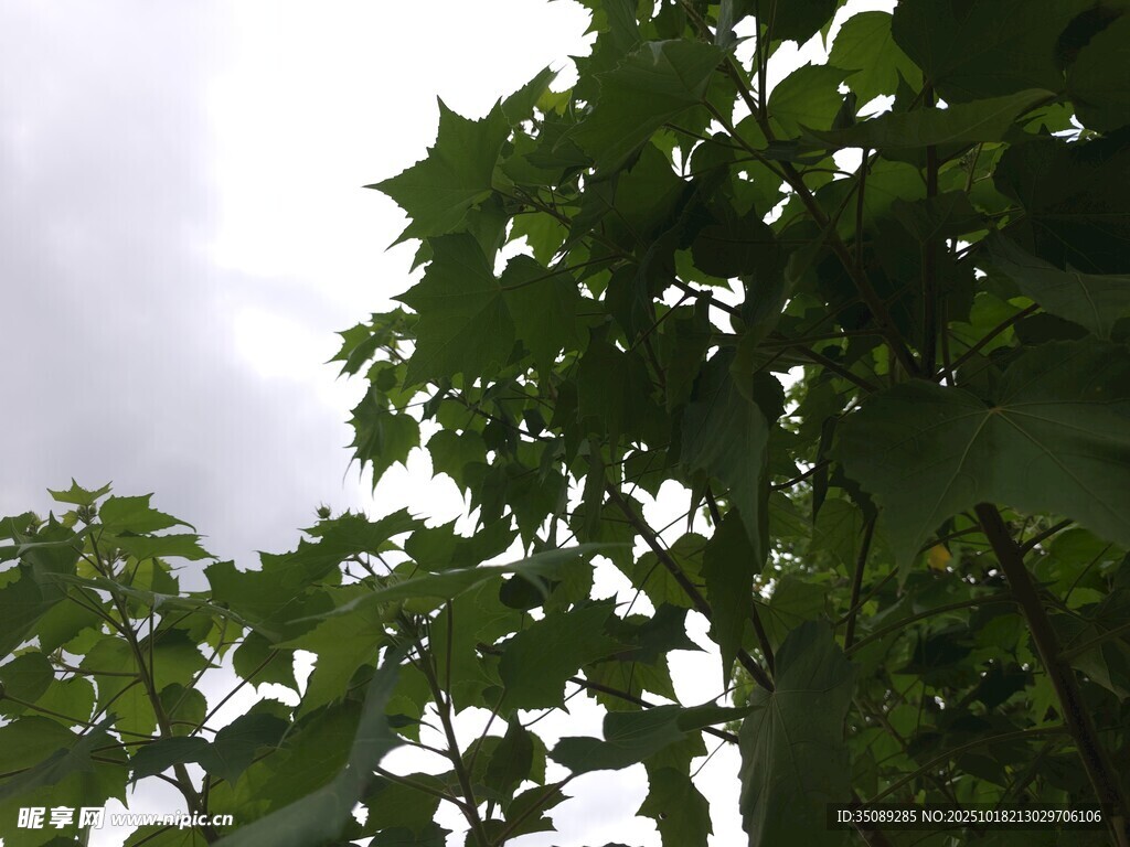 仰视繁茂绿植