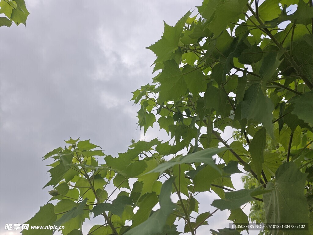 绿叶映灰天