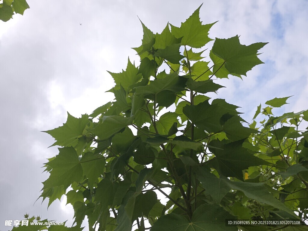 绿叶映蓝天的繁茂树木