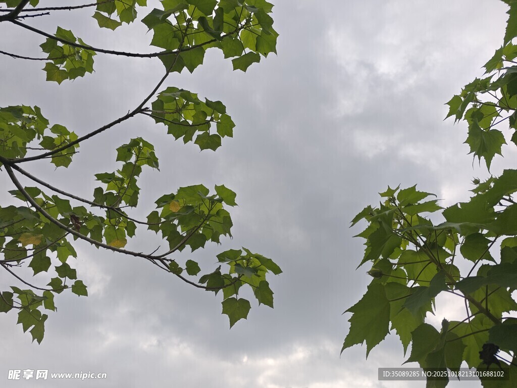 枝头绿叶衬灰蒙天空